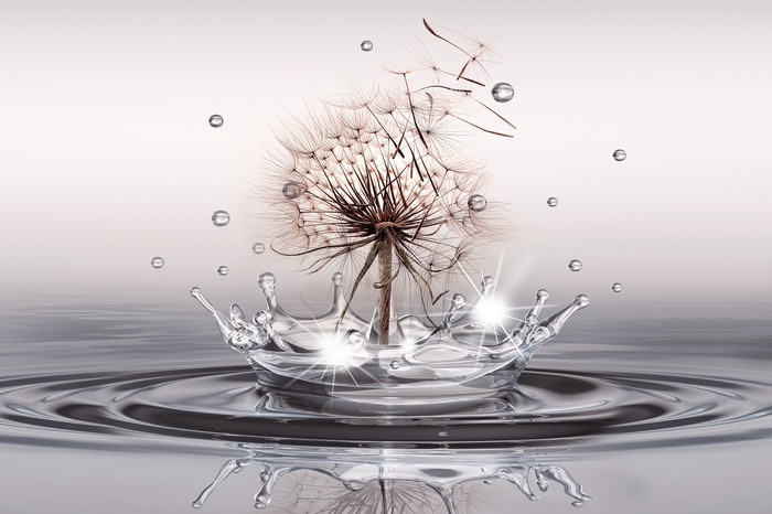 Löwenzahn über einem wasserstrahl im licht