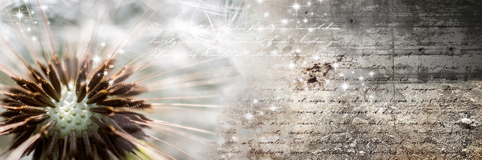 Nahaufnahme einer pusteblume mit text in braun- und grautönen.