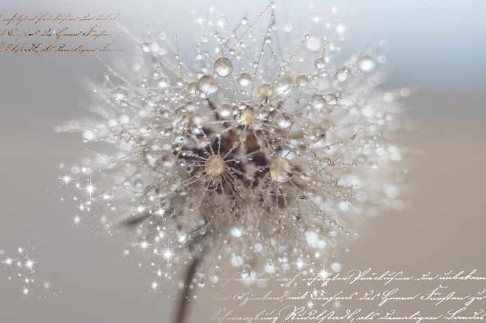 Makrofotografie eines löwenzahns mit tau und text