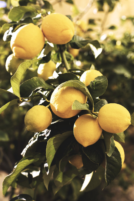 Reife zitronen an einem zweig