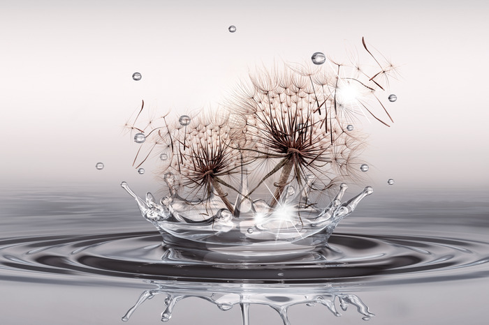 Löwenzahn mit wassertropfen auf einer spiegelnden oberfläche