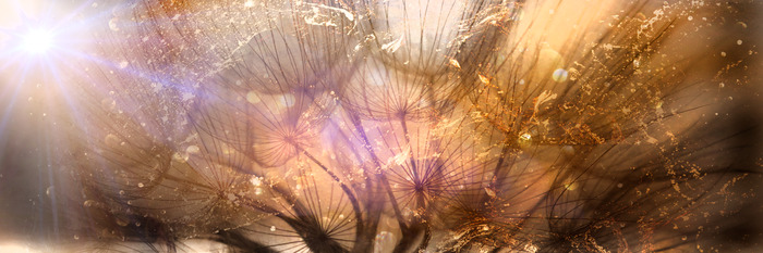 Goldene löwenzahnblüten im licht