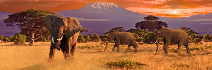 Drei elefanten vor der kulisse afrikanischer landschaften