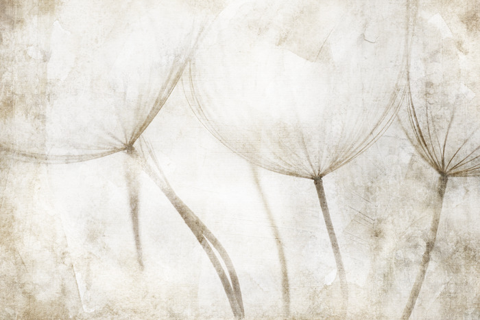 Leuchtende umrisse von löwenzahnblüten auf gealtertem hintergrund