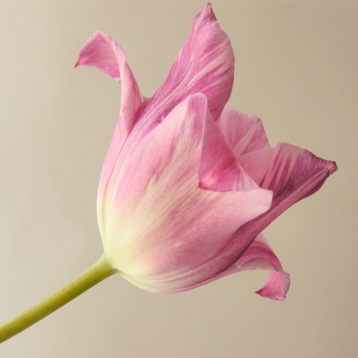 Eine aufnahme einer einzelnen tulpe mit zarten rosa blütenblättern