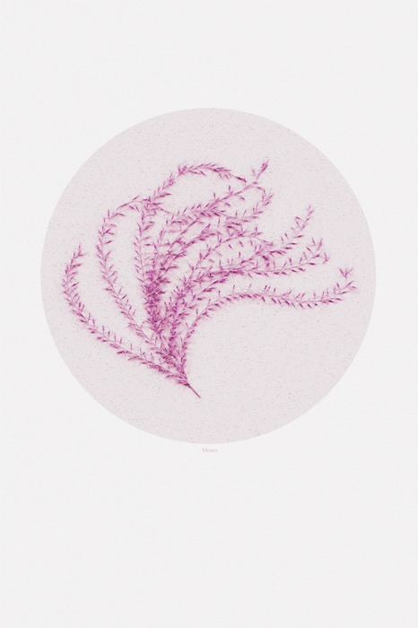 Eine rosa pflanze in einem beigen kreis