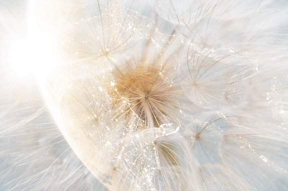 Dandelion in the sun (1 part) wide