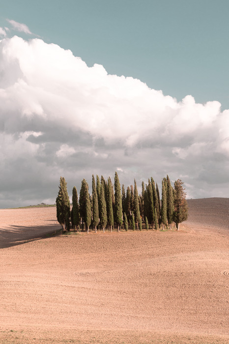 Zypressen auf einem hügel unter einem hellen himmel