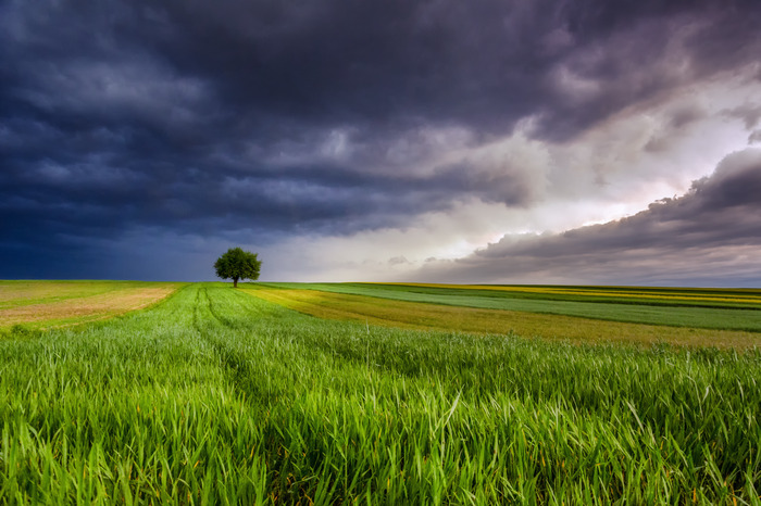 Ein baum auf einem feld unter einem dunklen, stürmischen himmel