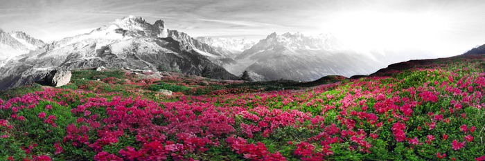 Der kontrast zwischen rosa azaleen und schwarz-weißen bergen