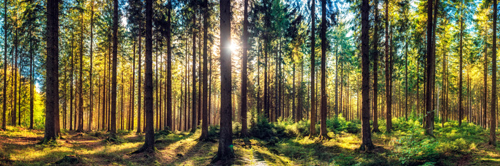 Sonnenstrahlen im kiefernwald