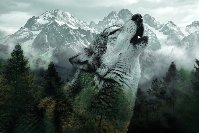 Ein einsamer wolf vor der kulisse von bergen und dichten fichtenwäldern