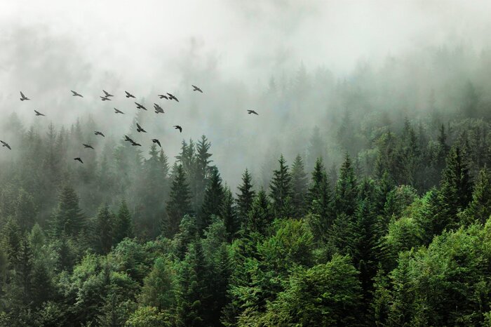 Neblige nadelwaldlandschaft mit wildvögeln