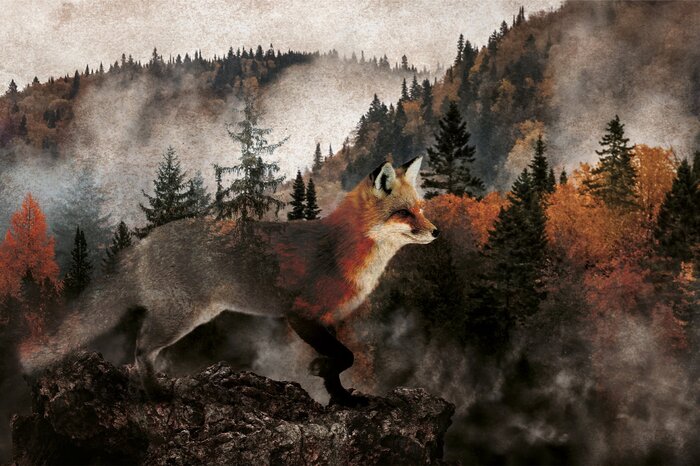 Herbstwald im nebel mit einem fuchs