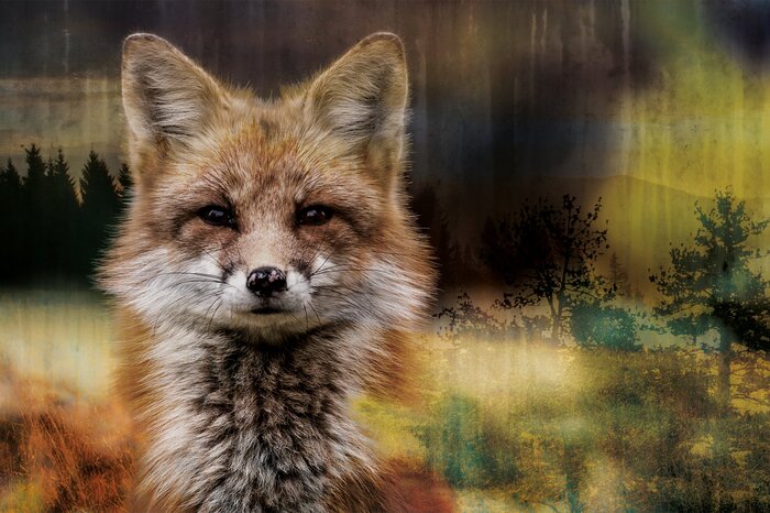 Ein fuchs vor dem hintergrund eines verschwommenen nadelwaldes