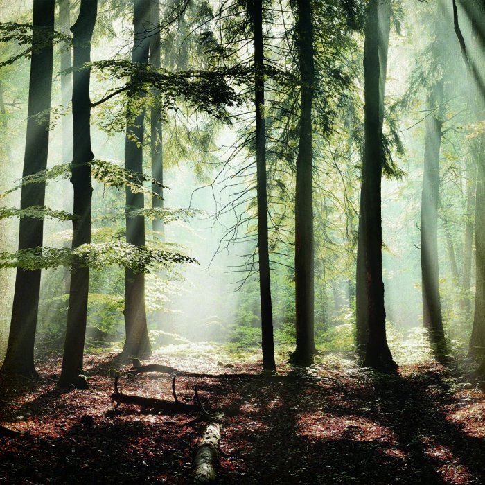 Ein nadelwald, erleuchtet vom sanften morgenlicht