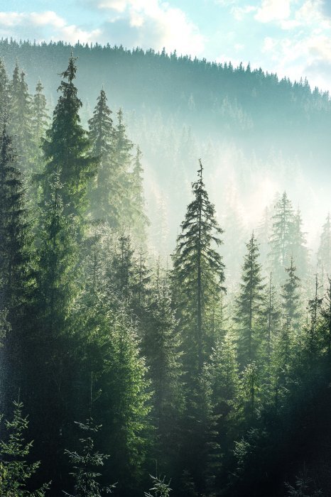 Grüner bergwald mit nadelbäumen und nebel