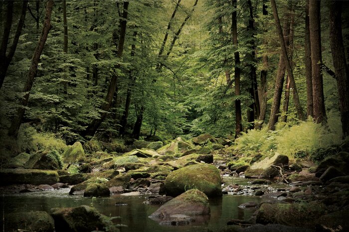 Ein bach, der durch einen grünen wald fließt