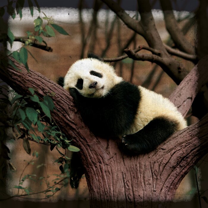 Ein moment der entspannung für einen panda auf einem ast