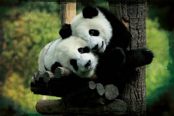 Pandas vor dem hintergrund grüner vegetation