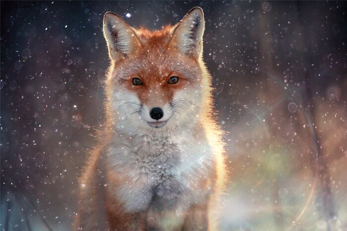 Ein glitzernder fuchs im schnee