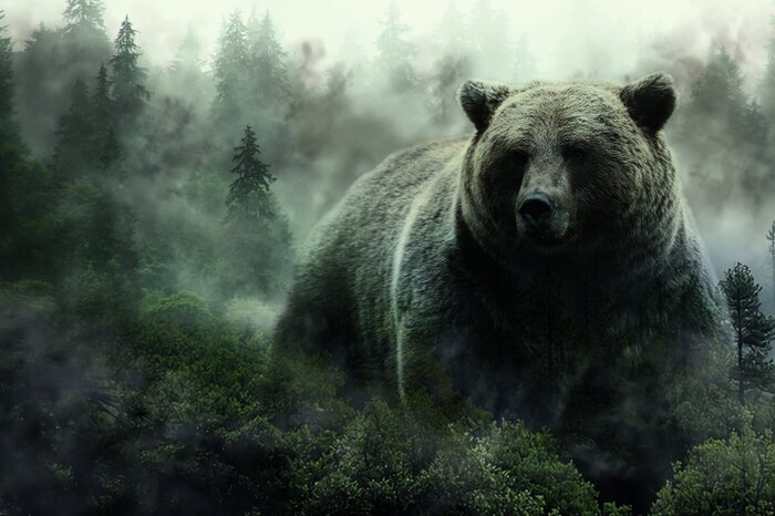 Ein ausgewachsener bär in einer geheimnisvollen, nebligen waldlandschaft