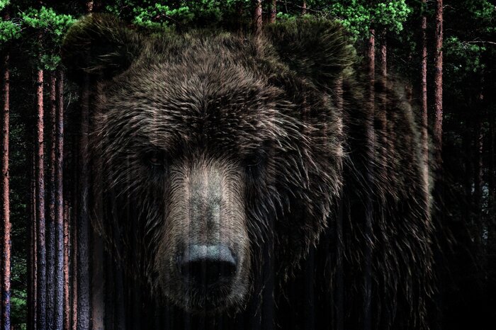 Ein braunbär inmitten eines nadelwaldes