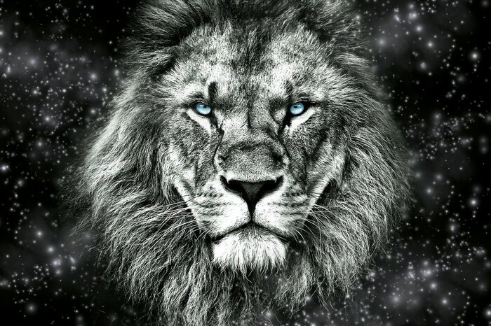 Porträt eines wilden tigers in schwarz