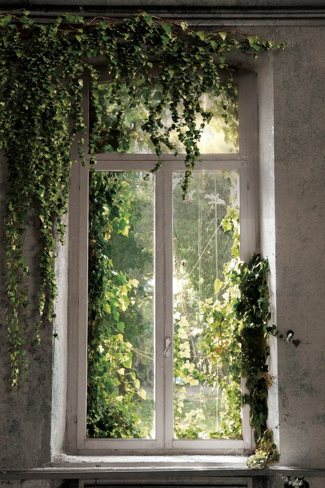 Grüne ranken um ein altes fenster