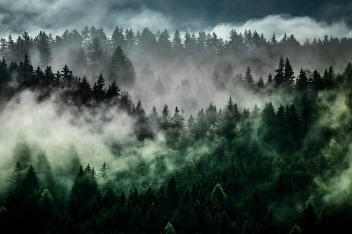 Waldnebel über dem nadelwald