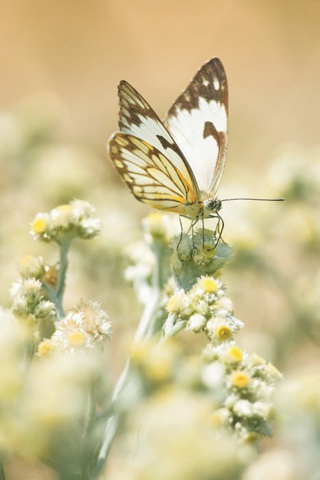 Schmetterling auf frühlingsblumenwiesen