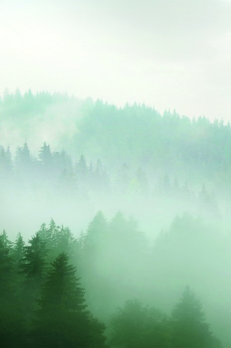 Ein nebliger, dichter wald voller nadelbäume