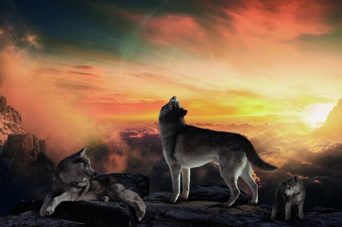 Wölfe auf einem berggipfel bei sonnenuntergang