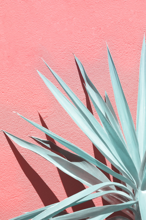 Hellgrüne blätter auf rosa hintergrund