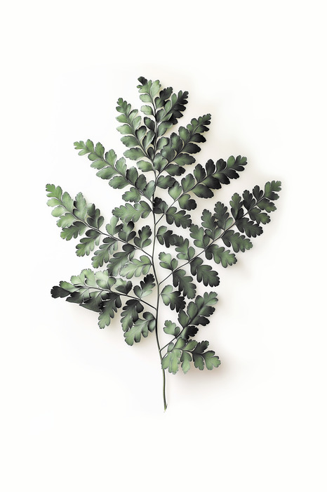 Ein zarter farn auf weißem hintergrund