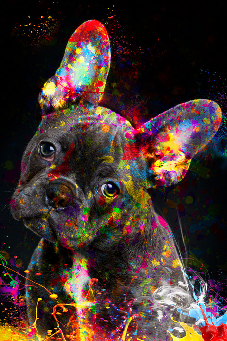 Ein ausdrucksstarkes porträt einer mit farbe bedeckten französischen bulldogge.