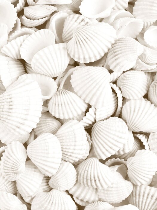 Weiße muscheln foto im boho-stil