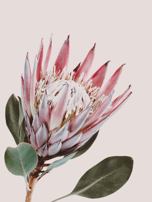 Protea-blume auf hellrosa hintergrund