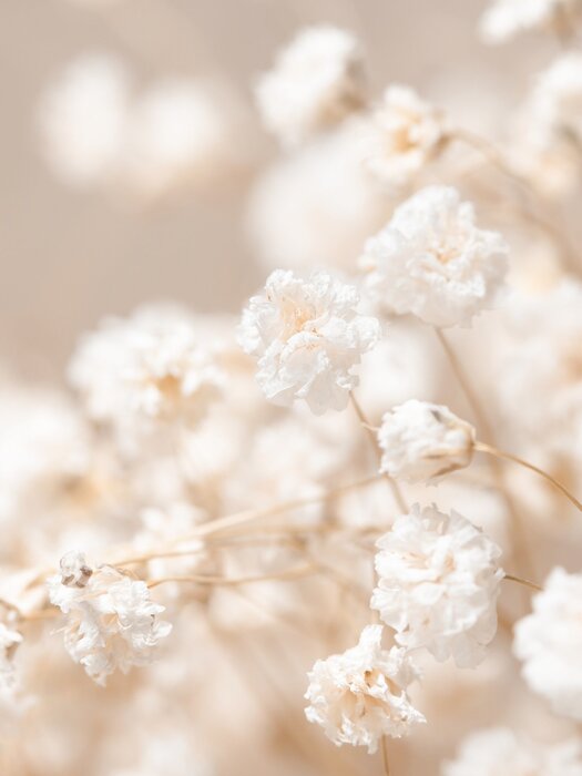 Zarte weiße blumen im boho-stil