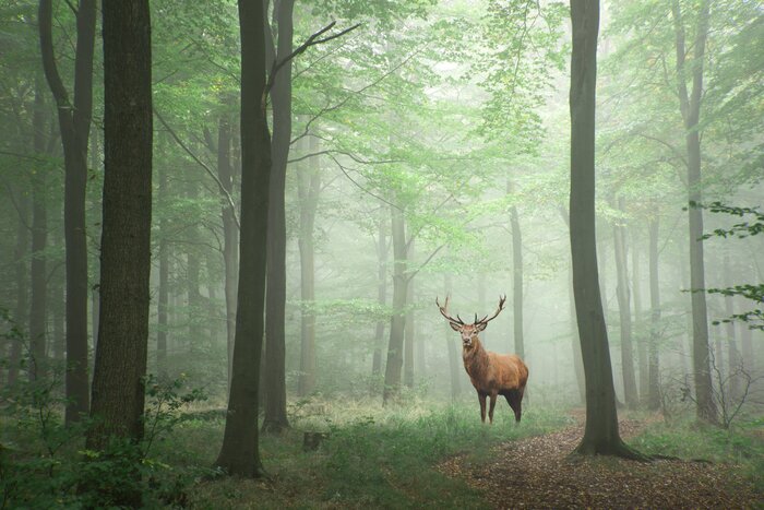 Majestätischer hirsch in einem grünen wald landschaft