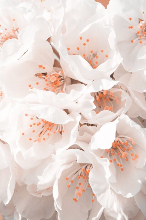 Blühender kirschbaum weiße blumen