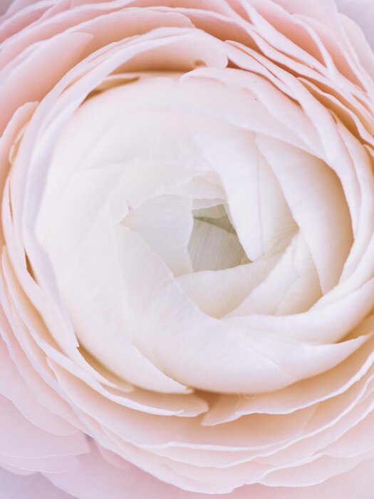 Blume in pastellfarben