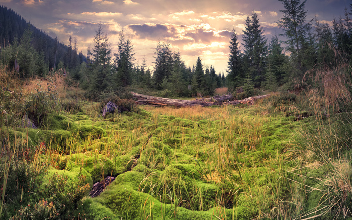 Fototapete Grüne Landschaft im Sommer