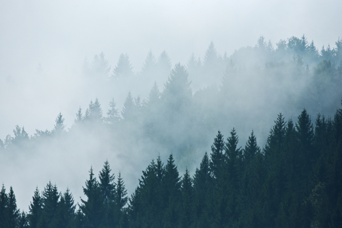 Poster Waldlandschaft mit Nebeln