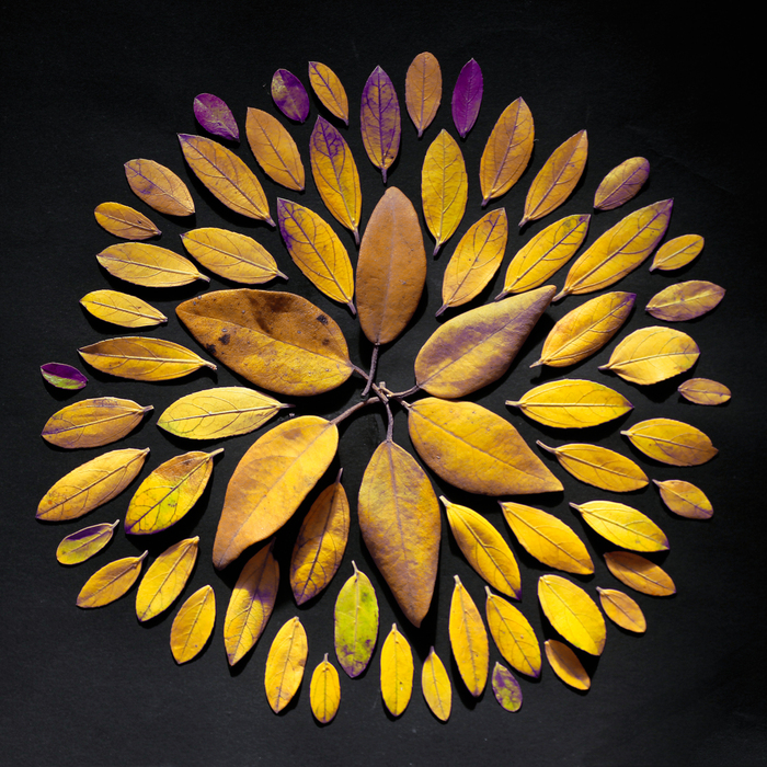 Bild Mandala aus den Blättern