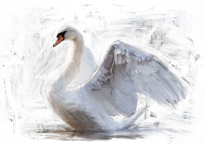 Poster Ein Schwan, der seine Flügel ausbreitet