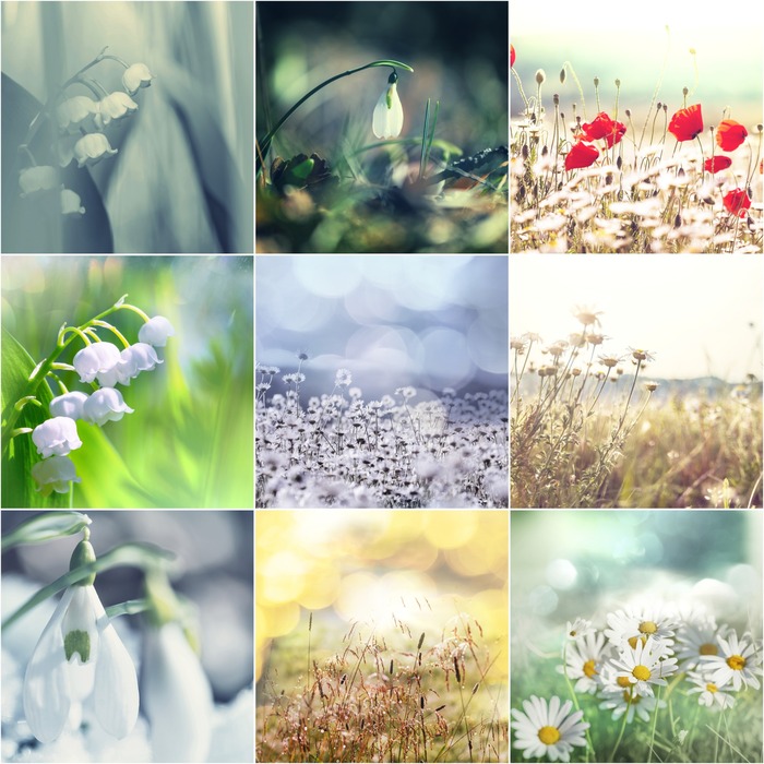 Poster Frühling Natur Wiese von Blumen