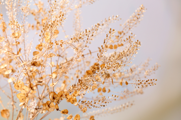 Poster Zarte, trockene Zweige auf neutralem Hintergrund
