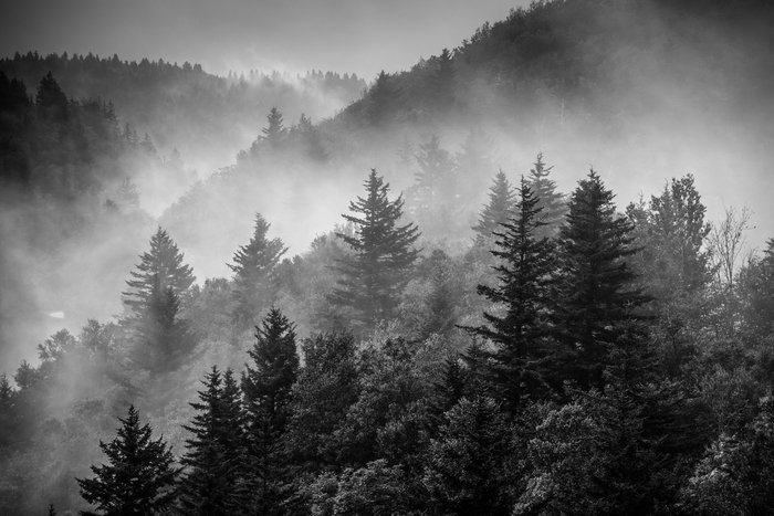 Poster Wald schwarz-weiß im Nebel