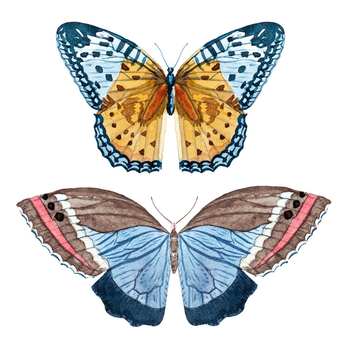 Poster Bunte Schmetterlinge in Aquarell